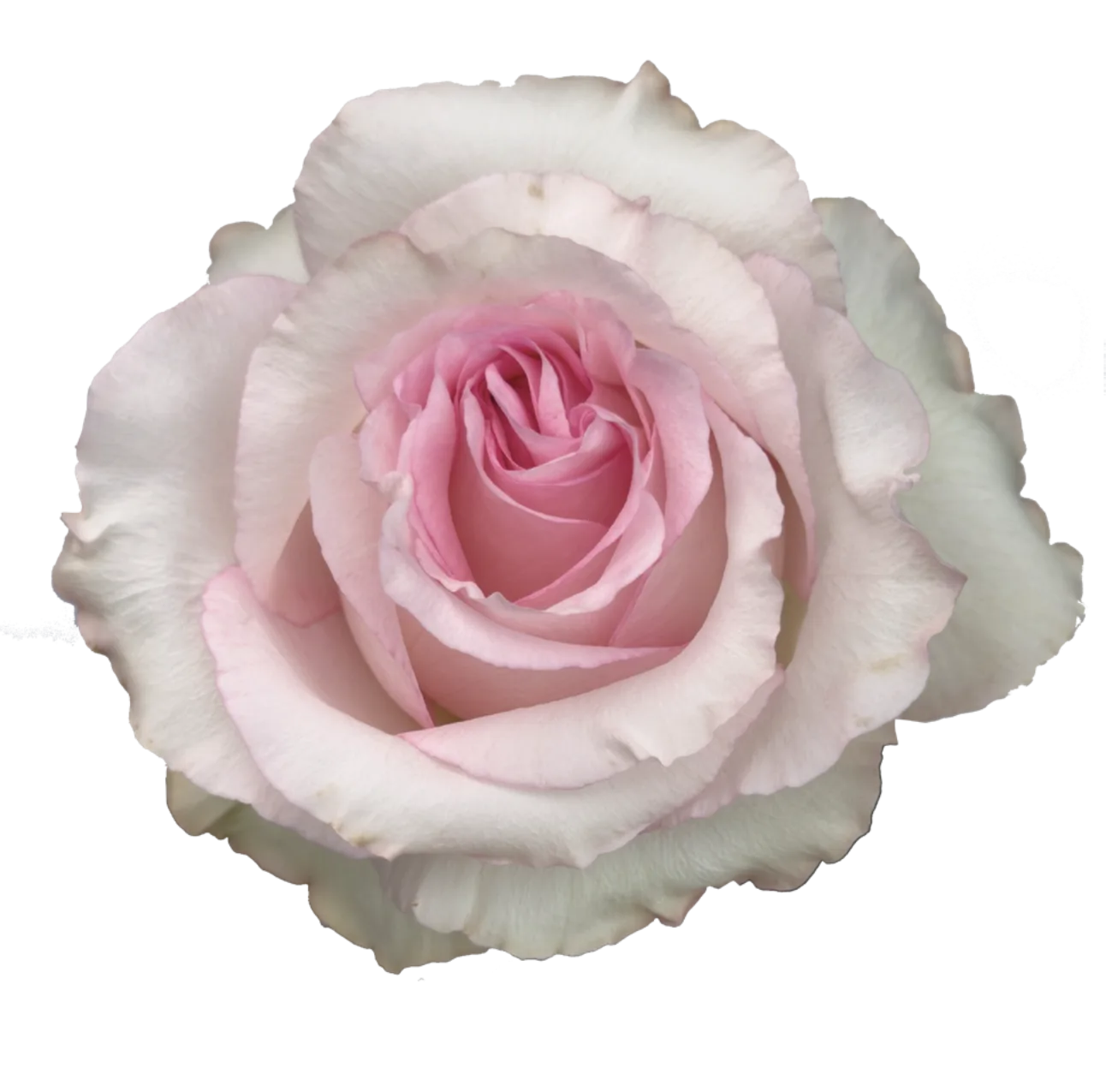 MANDALA Rose