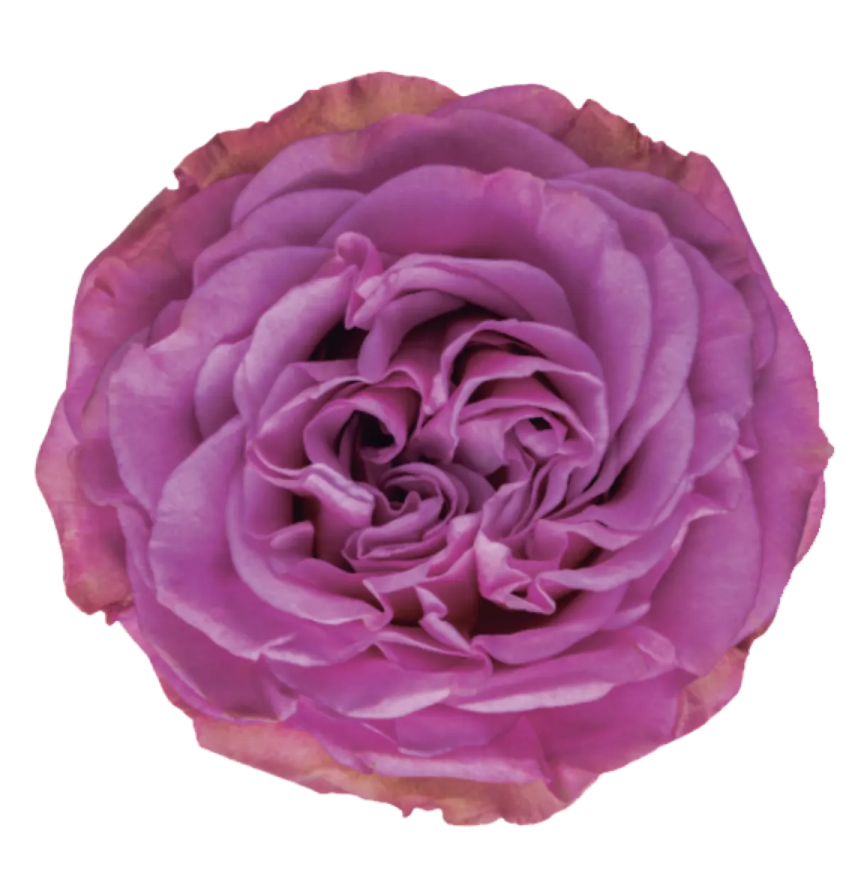 QUEENS CROWN Rose