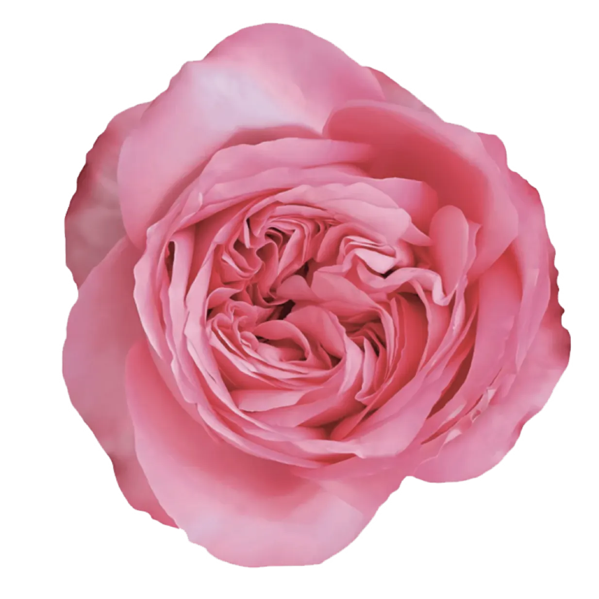 PINK XPRESSION Rose
