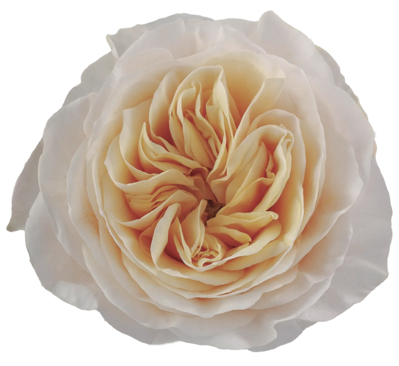 KINGS CROSS Rose