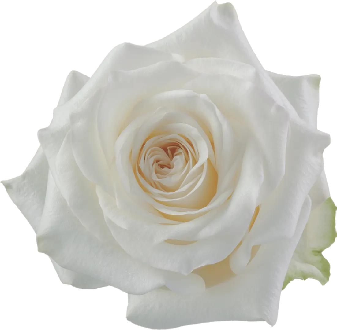 CANDLELIGHT Rose