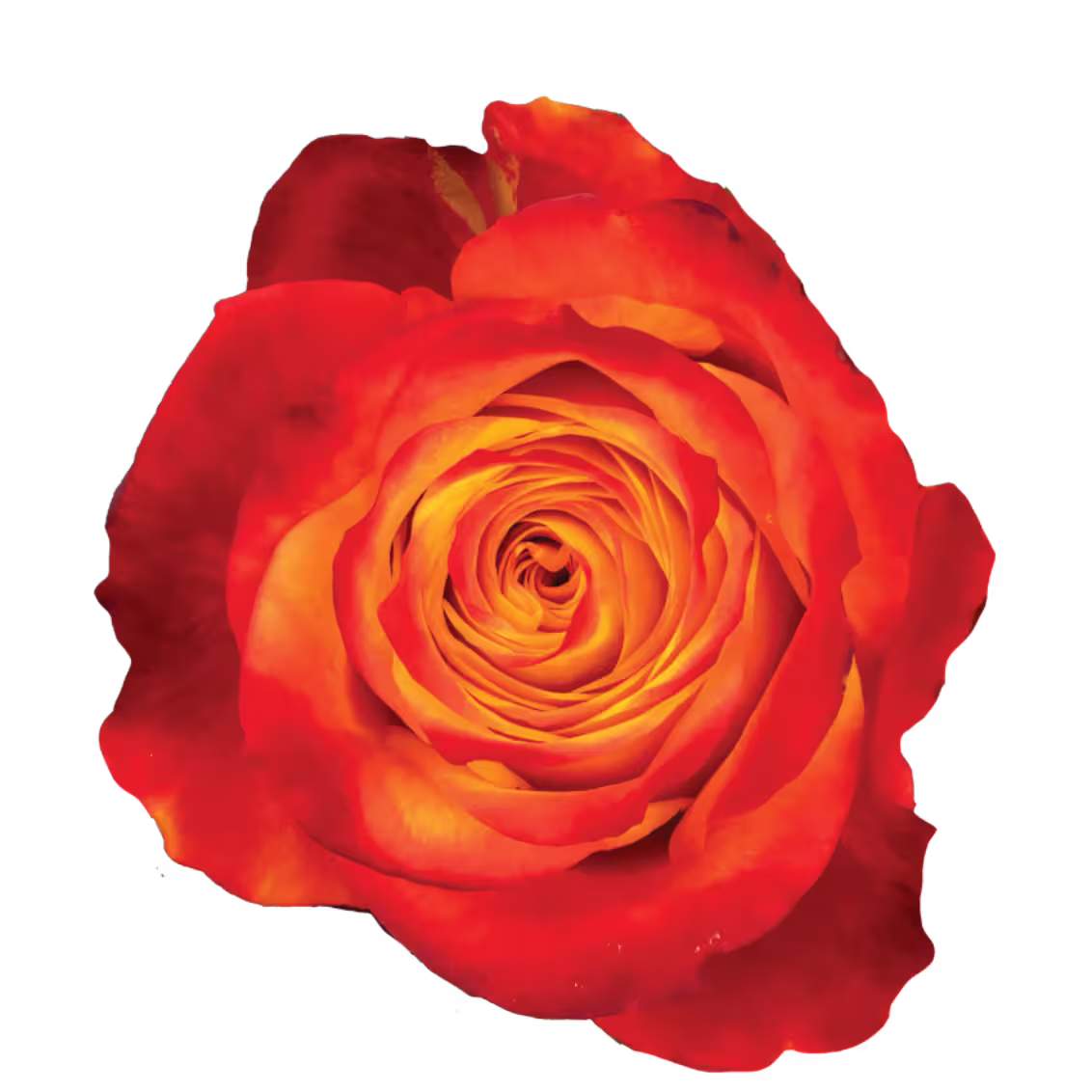 Rosa ATOMIC