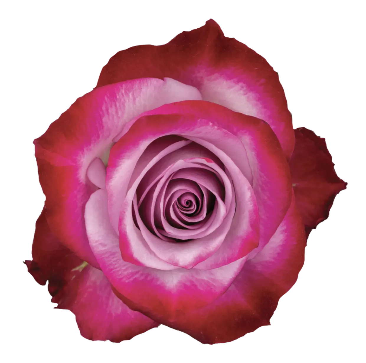 DEEP PURPLE Rose