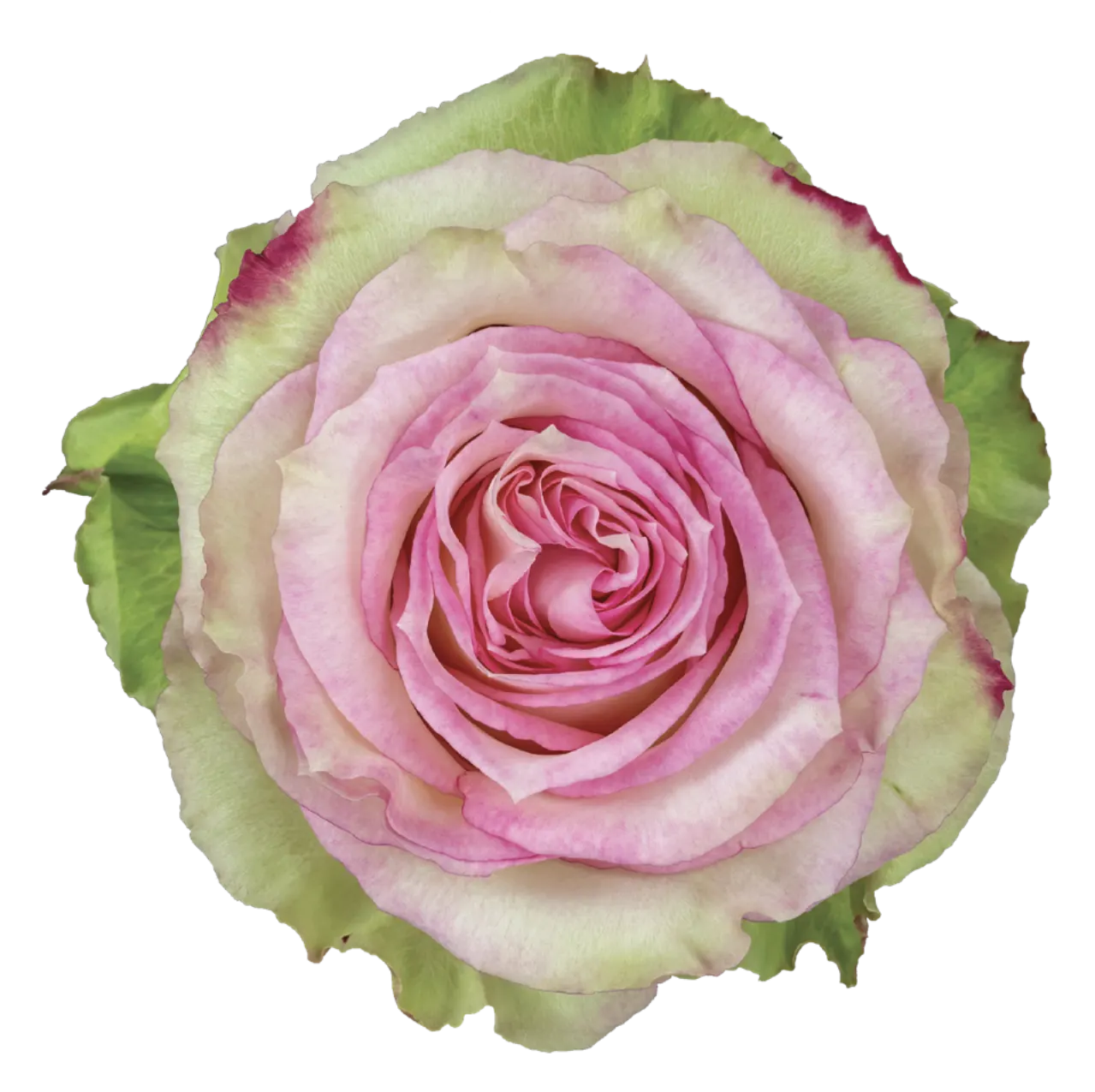 ESPERANCE Rose