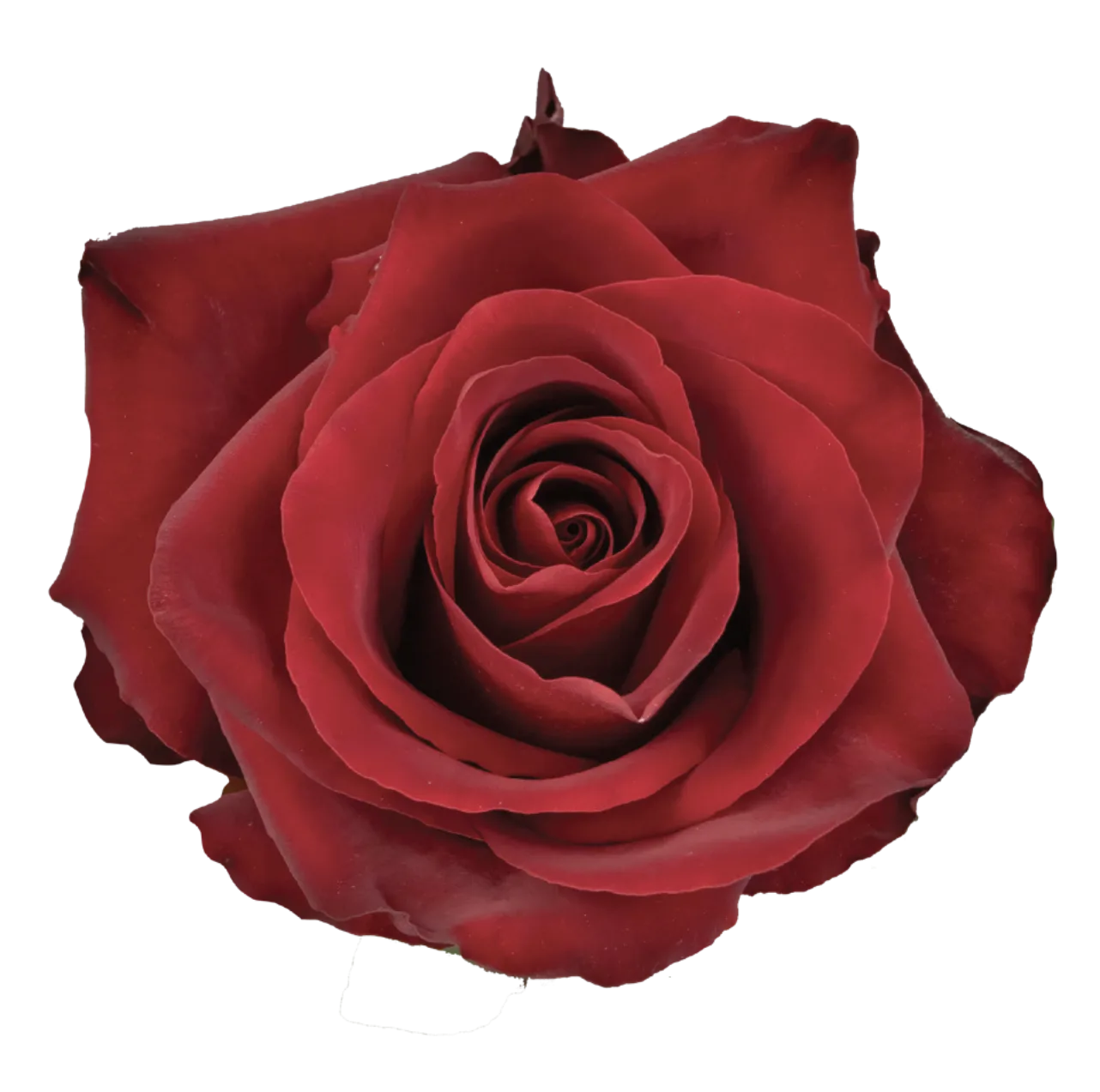 Rosa EXPLORE